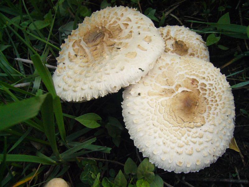 Macrolepiota rhacodes ?